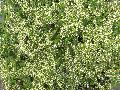 Variegated Fig Vine / Ficus pumila 